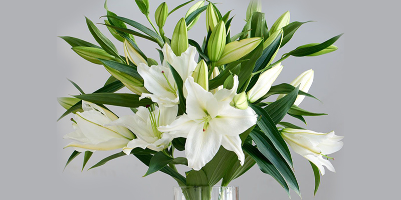 Hoa ly (còn được gọi là Lily hay là hoa Bách Hợp) loài hoa này được ưa chuộng rộng rãi trên thế giới