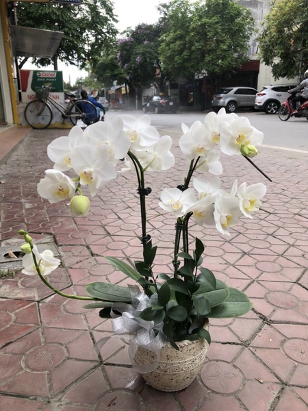 Chậu Hoa Lan Hồ Điệp Trắng Đẹp - LHD27 5 chau lan ho diep 589