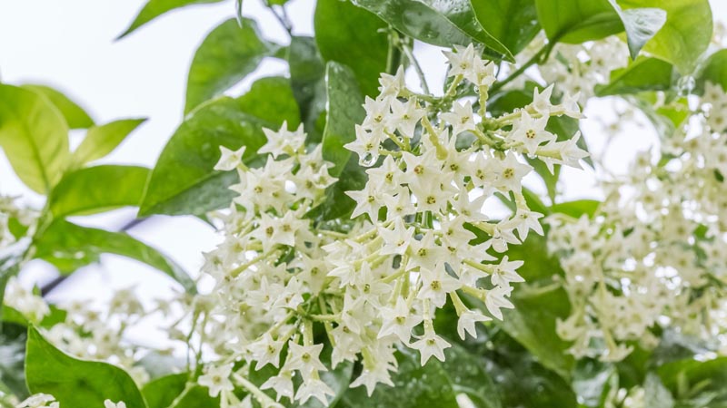 Dạ lý hương - Tìm hiểu ý nghĩa, đặc điểm cách trồng và chăm sóc 6 Cây dạ lý hương