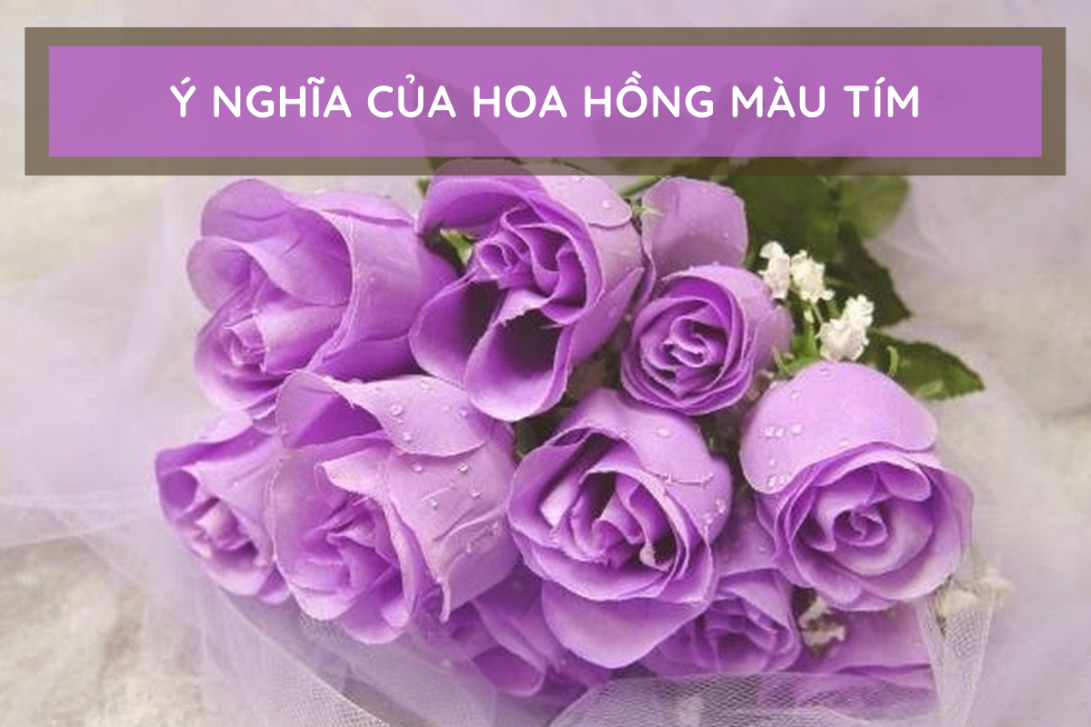 Hoa Hồng Tím: Tìm hiểu ý nghĩa, đặc điểm cách trồng và chăm sóc 11 Y-nghia-hoa-hong-tim-trong-tinh-yeu