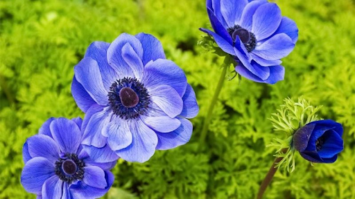 Hoa Cỏ Chân Ngỗng: Tìm hiểu ý nghĩa, đặc điểm cách trồng và chăm sóc 9 Hoa cỏ chân ngỗng được trồng nhiều ở Nhật Bản, Bắc Mỹ, Châu Âu