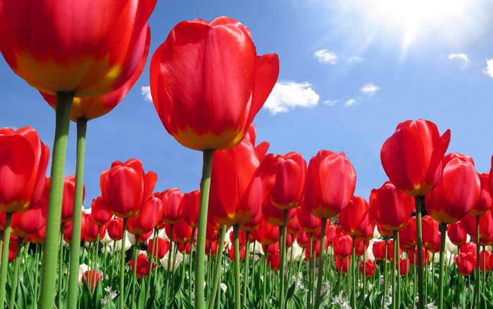 Những loài hoa đỏ đẹp rạng rỡ trong ngày Tết 19 Hoa tulip do boc lo ve dep quy phai va su lang man