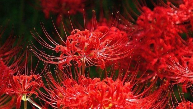 Hoa bỉ ngạn - Tìm hiểu ý nghĩa, đặc điểm cách trồng và chăm sóc 12 hoa bỉ ngạn