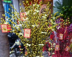 nụ tầm xuân