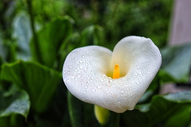 Hoa Rum: Tìm hiểu ý nghĩa, đặc điểm cách trồng và chăm sóc 8 Y nghia cua cay rum calla lily co lien quan den nu than Hera cua Hy Lap