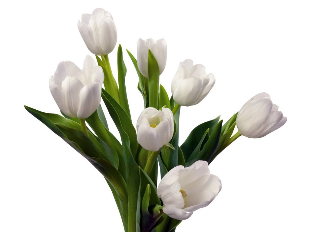 Hoa Tulip trắng: Tìm hiểu ý nghĩa đặc điểm cách trồng và cách chăm sóc 11 bo suu tap hinh anh hoa tulip dep tho mong 16