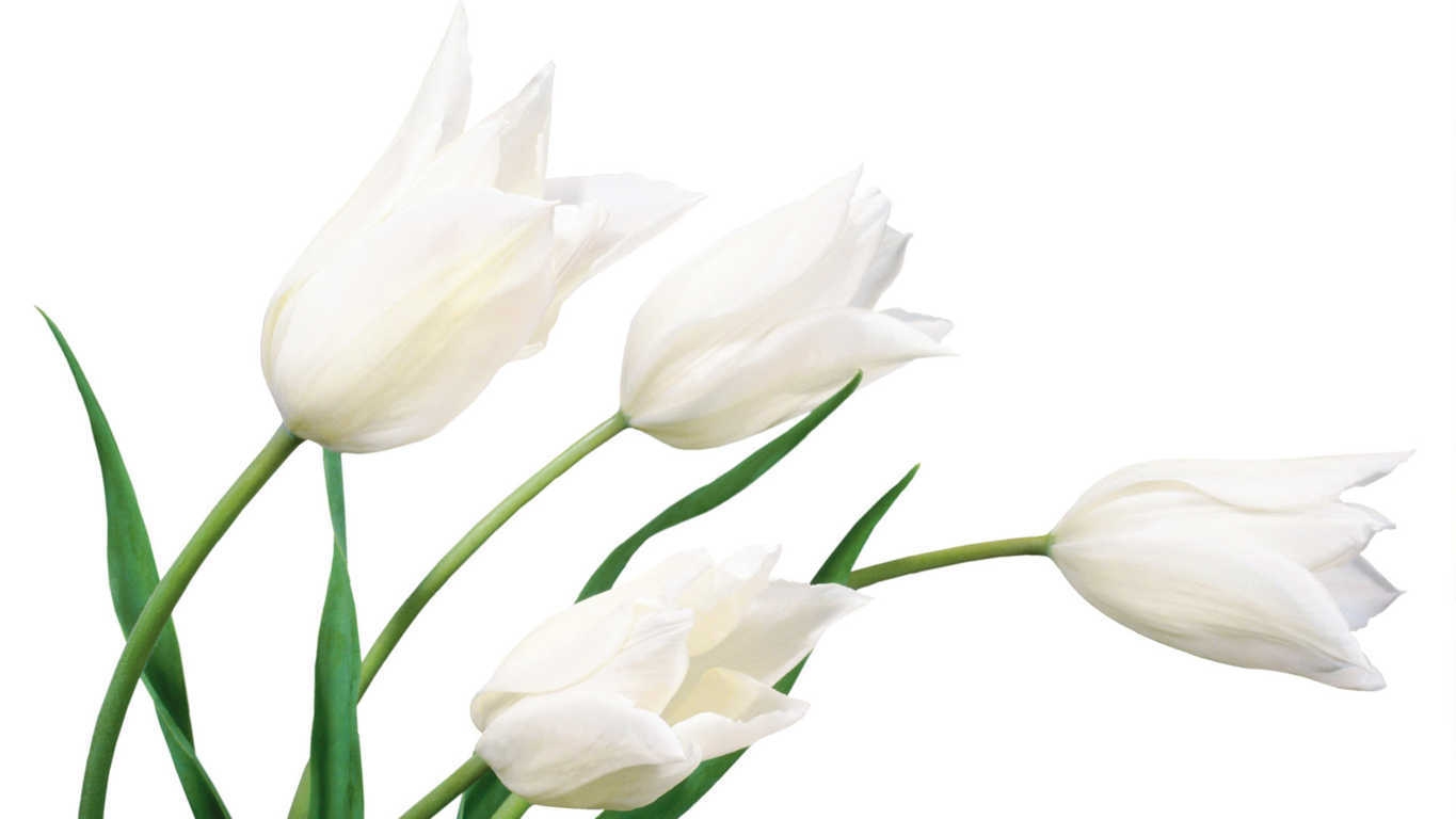 Hoa Tulip trắng: Tìm hiểu ý nghĩa đặc điểm cách trồng và cách chăm sóc 12 hinh anh hoa tulips dep 1304 10