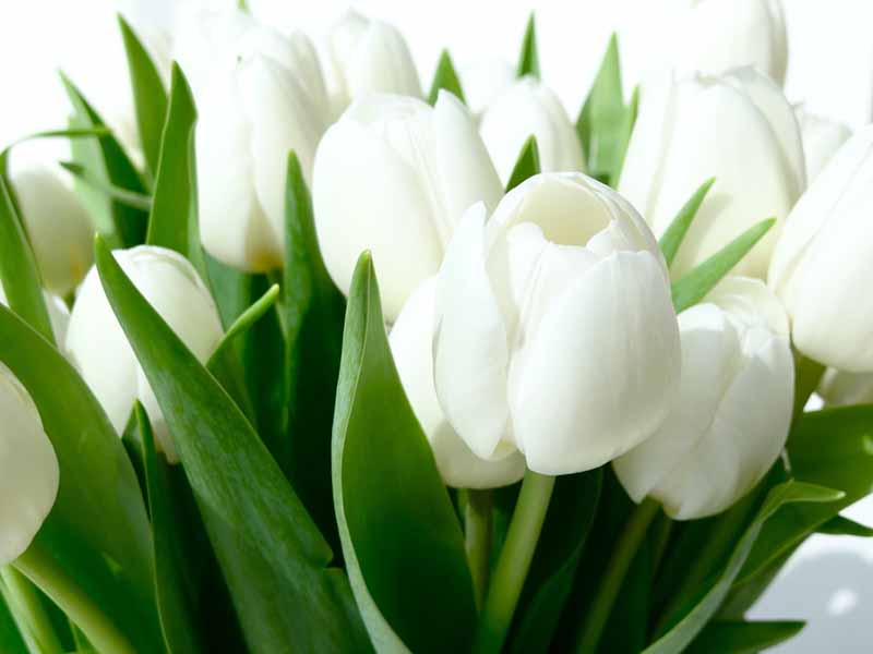 Hoa Tulip trắng: Tìm hiểu ý nghĩa đặc điểm cách trồng và cách chăm sóc 10 ho tulip trang hinh anh dep nhat 112959294