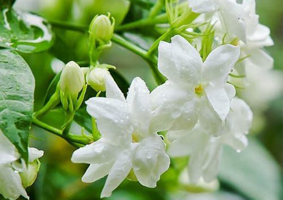 Những điều cần biết về hoa Nhài - Ý nghĩa, cách chăm sóc và công dụng 8 nhung cong dung quan trong cua cay hoa nhai