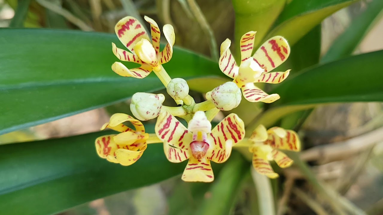 Lan Ngô Đồng - Đặc điểm, công dụng và cách trồng của loài lan huyền thoại 9 s2 1