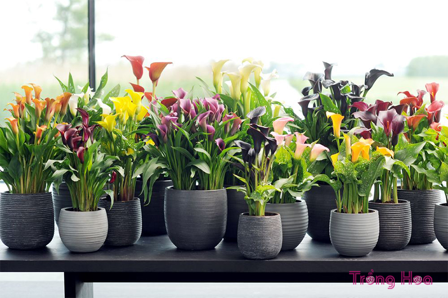 Hoa Rum: Tìm hiểu ý nghĩa, đặc điểm cách trồng và chăm sóc 11 y nghia cua hoa rum 1