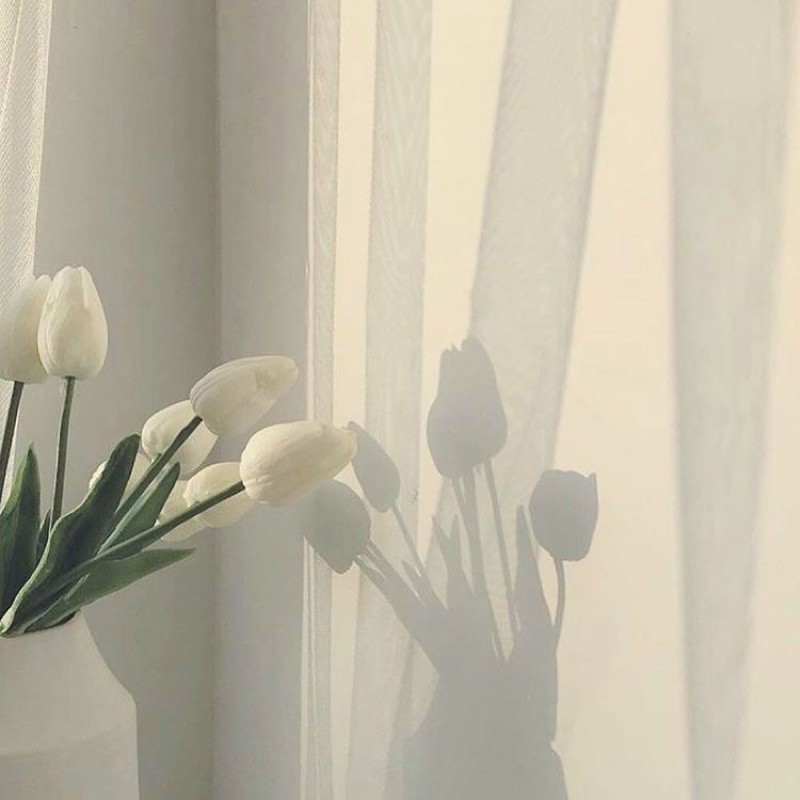 Hoa Tulip trắng: Tìm hiểu ý nghĩa đặc điểm cách trồng và cách chăm sóc 8 y nghia cua hoa tulip trang