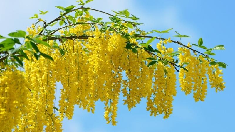 9 loại hoa có màu vàng ngày tết và ý nghĩa 24 Hoa Bọ Cạp vàng