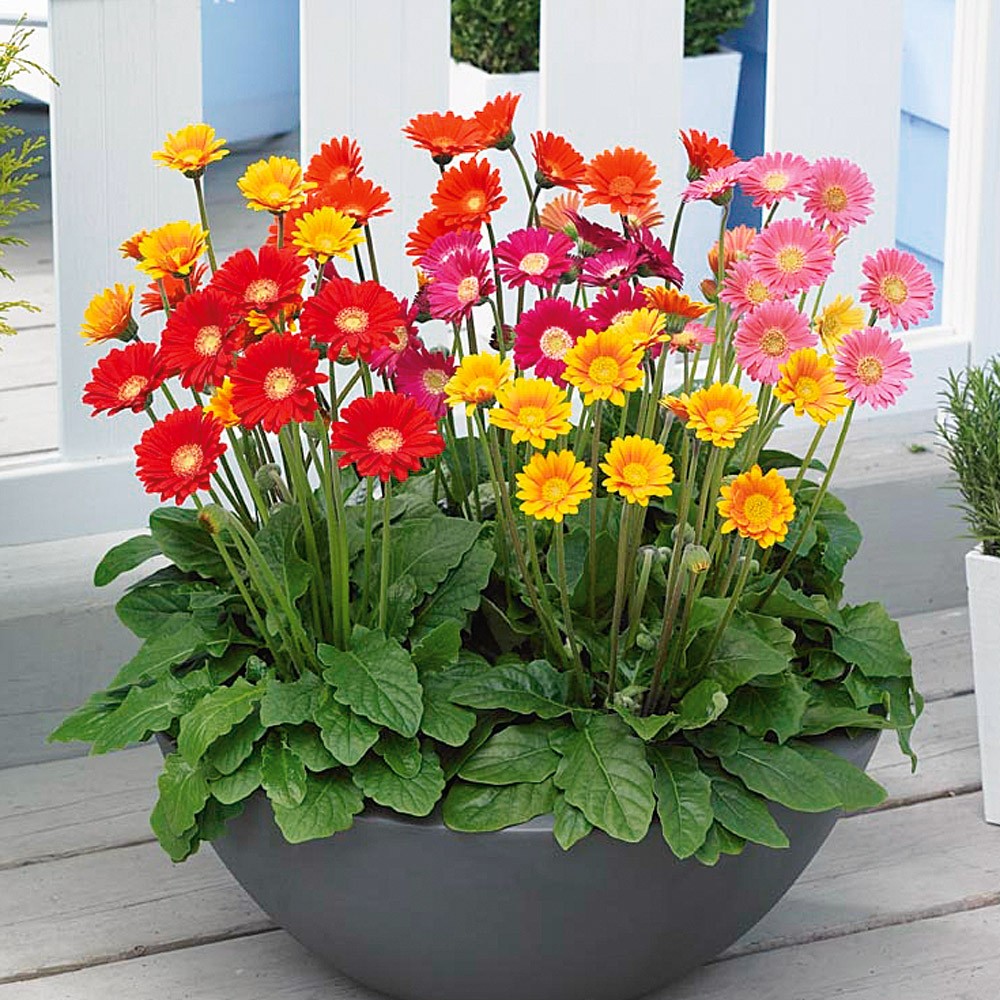Hoa Đồng Tiền: Cách Trồng, Cách Chăm Sóc, Ý Nghĩa Khi Tặng 17 Cách chăm sóc hoa đồng tiền trong chậu