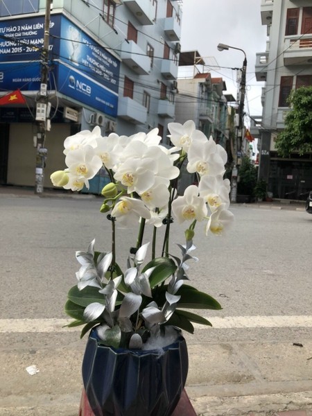 Điện hoa tươi 24H là đơn vị cung cấp hoa lan hồ điệp giá rẻ tại Hà Nội, Hồ Chí Minh,...