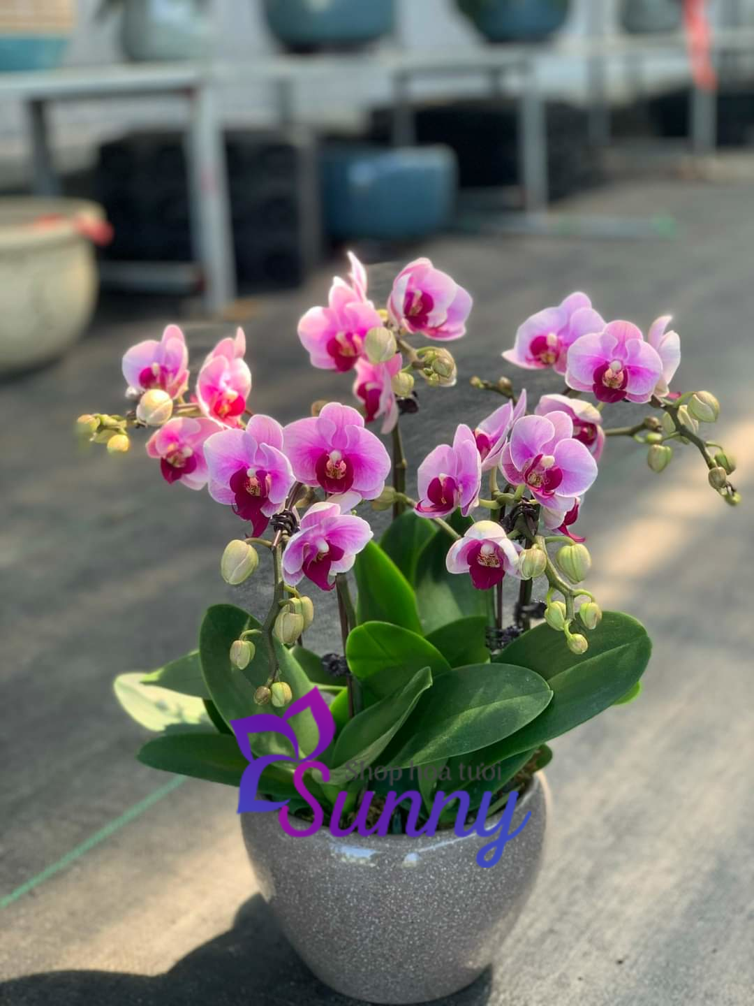 Ý nghĩa hoa lan hồ điệp tím