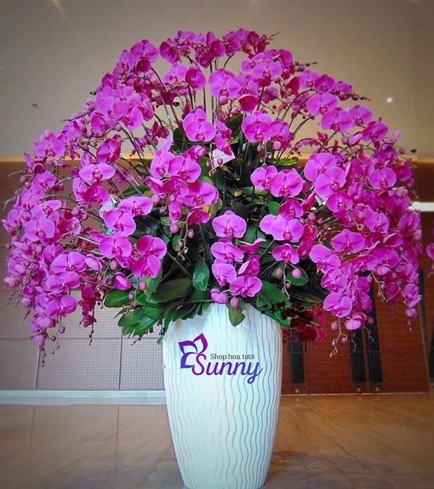 55+ Mẫu hoa lan hồ điệp tặng chúc mừng khai trương ấn tượng 50 chậu hoa lan hồ điệp màu tím