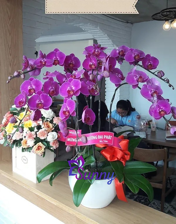 55+ Mẫu hoa lan hồ điệp tặng chúc mừng khai trương ấn tượng 43 Hoa lan hồ điệp chúc mừng khai trương