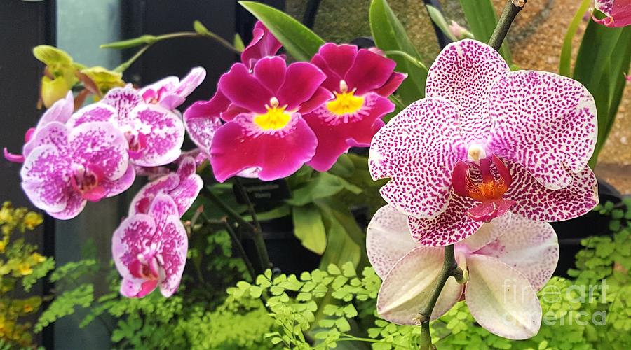 Giới thiệu loài hoa lan hồ điệp tím