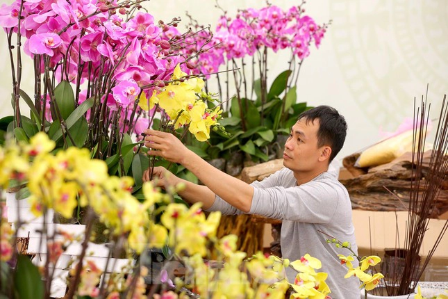 Shop hoa lan hồ điệp Sài Gòn giá rẻ đẹp nhất 78 Dịch vụ điện hoa 24h - Giao hoa nhanh HCM