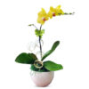 Chậu lan hồ điệp vàng 1 cành - LHD60 1 potted yellow orchids 01 branch 570x605 1