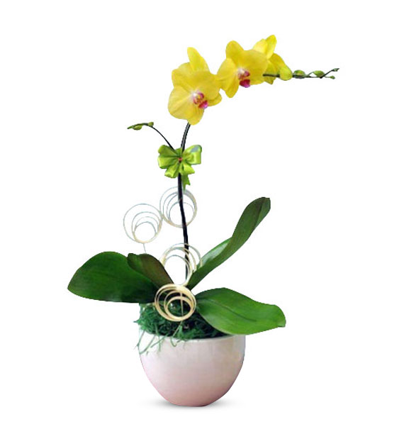 potted-yellow-orchids-01-branch-570x605-1 potted yellow orchids 01 branch 570x605 1
