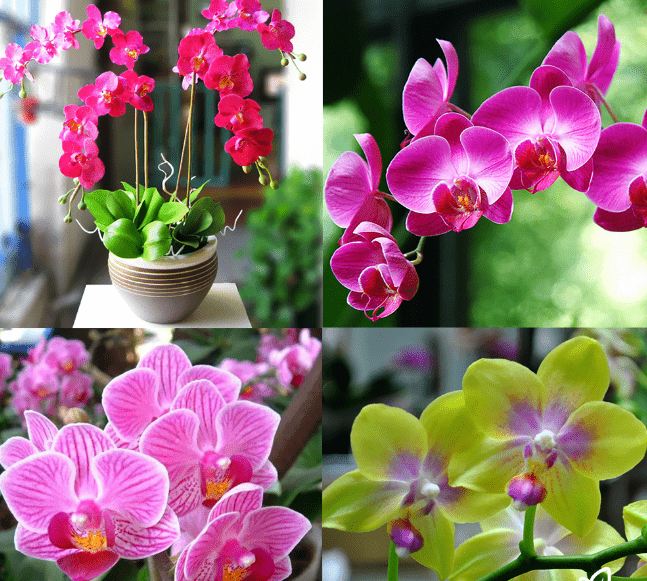 Đặc điểm của hoa lan hồ điệp