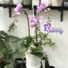 Bình hoa lan hồ điệp tím 3 cành - LHD01 1 z2945511916386 208082768a09f7c1338ef525a894f9f5