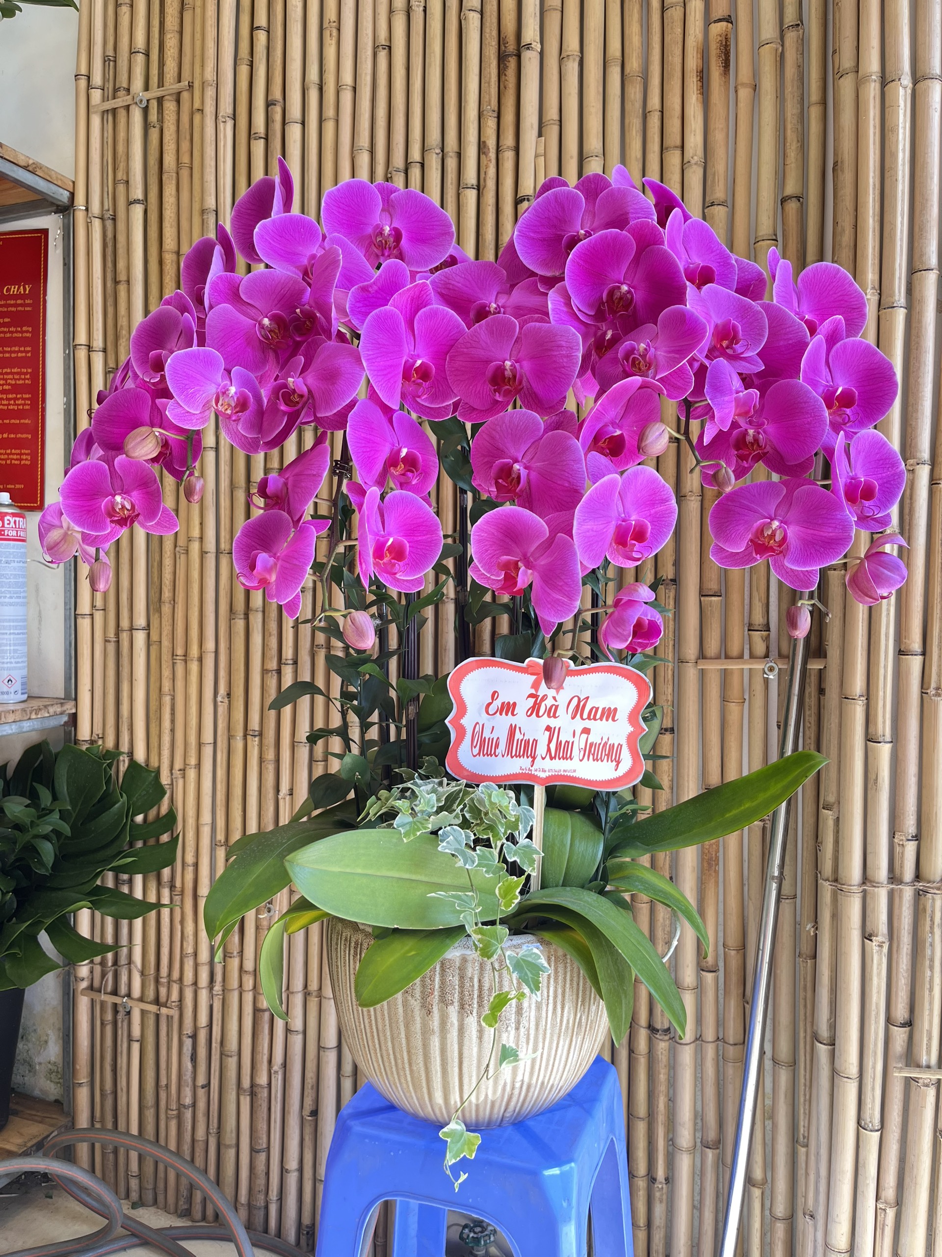 55+ Mẫu hoa lan hồ điệp tặng chúc mừng khai trương ấn tượng 42 hoa lan hồ điệp tặng chúc mừng khai trương