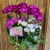 Chậu lan hồ điệp đa sắc 7 cành - LHD57 2 z5546476504405 29fbdf914e4145134923e21c85430a36