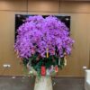 Chậu lan hồ điệp tím chưng tết 100 cành - LHD31 1 z5546476515569 b1487b642e51a6e58d3232296b65071e