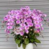 Chậu hoa lan hồ điệp hồng trang trí phòng khách - LHD15 2 z5546476683402 a1f0eae6ef4bb3eab11c80eda9e557e7
