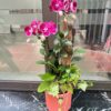 Chậu Lan Hồ Điệp Tím đột biến - LHD62 1 z5597108258585 d7d4e4d311be1ef366c2942bbe138732