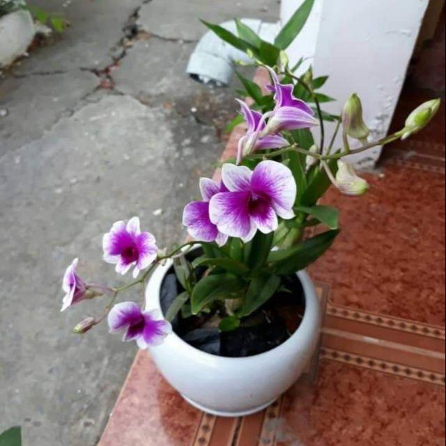 Top 10+ chậu hoa lan nhỏ để bàn trang trí cực đẹp