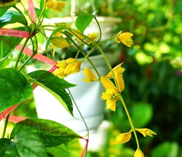 6 loại hoa dây leo đẹp nhất cho hàng rào, ban công 24 Những năm gần đây, lan hoàng dương trở thành loại cây leo được yêu thích số 1