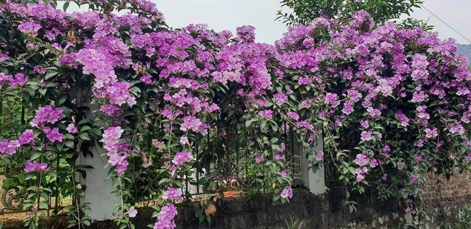 6 loại hoa dây leo đẹp nhất cho hàng rào, ban công 15 Hoa lan tỏi