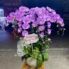 Chậu Lan Hồ điệp 7 cây Hồng Anna - B45 1 z3875009577077 0a4c15582bdddbcf4fffdd3e4eea03cf