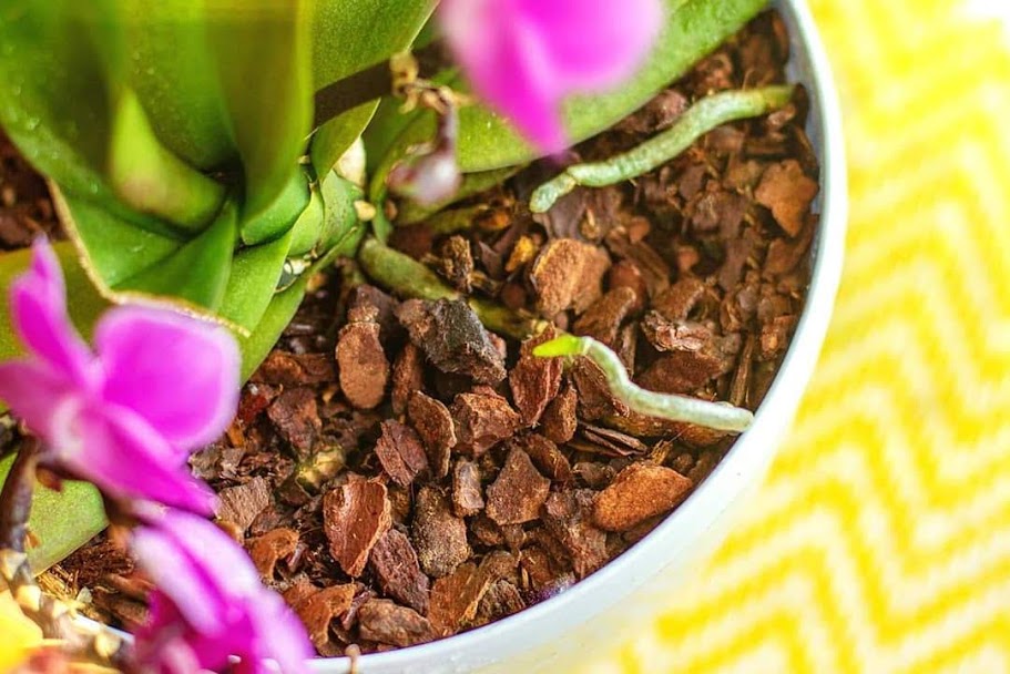 Cách Thay Chậu Lan Hồ Điệp Tại Nhà Đơn Giản, Nhanh Chóng 20 Thay mới giá thể cho lan hồ điệp