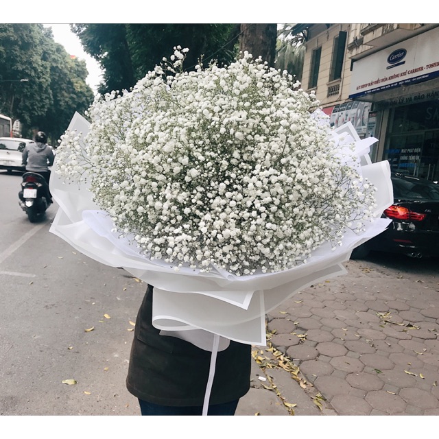 Bó hoa baby có giá bao nhiêu? Địa chỉ mua hoa baby giá tốt 11 Hoa baby (Hoa chấm bi) là loài hoa có kích thước nhỏ