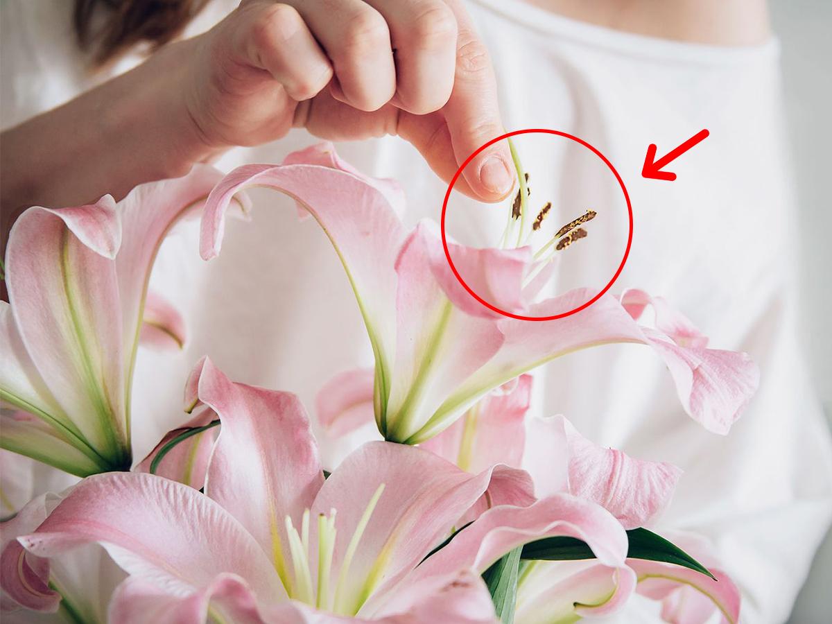 5+ Mẹo chưng hoa ly cực bền, lâu tàn, nở đẹp 10 Loại bỏ phấn hoa