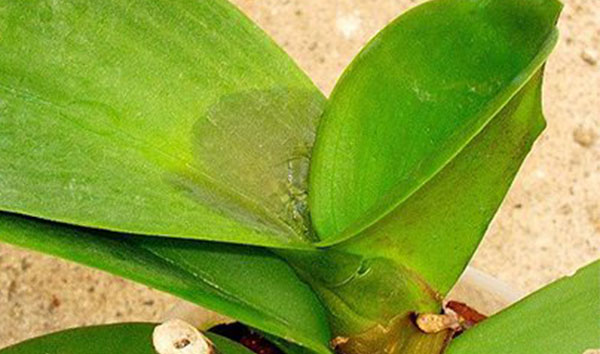 Lan Hồ Điệp Bị Vàng Lá: Nguyên Nhân, Cách Chăm Sóc Đơn Giản Tại Nhà 9 cách khắc phục lan hồ điệp bị vàng lá.