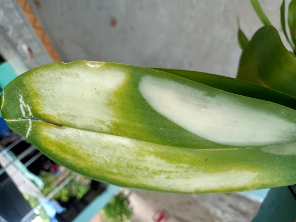 Lan Hồ Điệp Bị Vàng Lá: Nguyên Nhân, Cách Chăm Sóc Đơn Giản Tại Nhà 10 Lan hồ điệp bị vàng lá do bị nấm gây ra