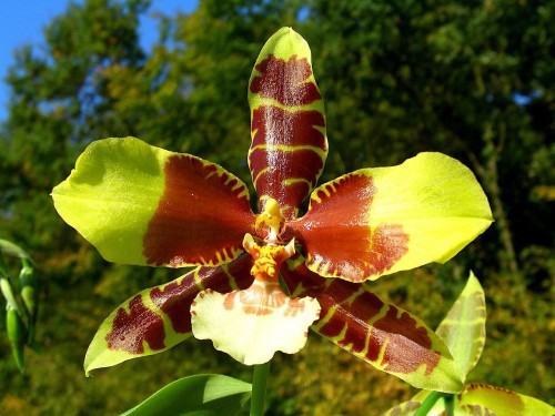 hoa-lan-odontoglossum