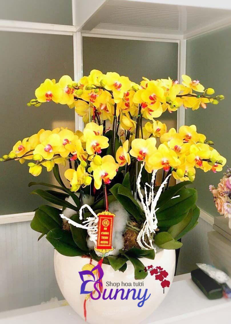 Shop hoa tươi Sunny là một trong những địa chỉ bán hoa lan hồ điệp đảm bảo 100% ra hoa đúng mùa