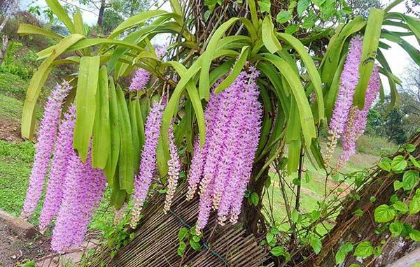 10+ Loại hoa lan rừng giá rẻ dễ chơi tại Việt Nam 18 hoa-lan-giang-huong-rung
