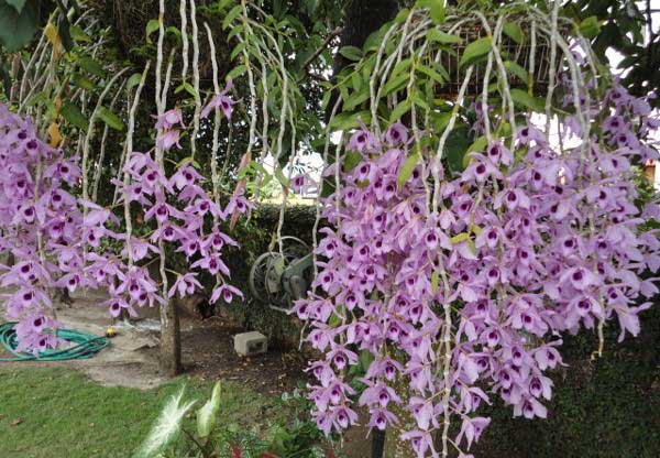 10+ Loại hoa lan rừng giá rẻ dễ chơi tại Việt Nam 11 10-loai-hoa-lan-rung-gia-re-tai-viet-nam