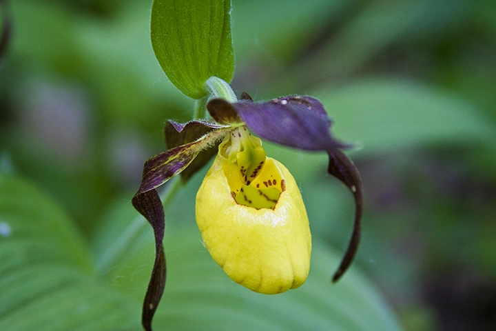 lan-hai-vang-tim-yellow-and-purple-lady-slippers