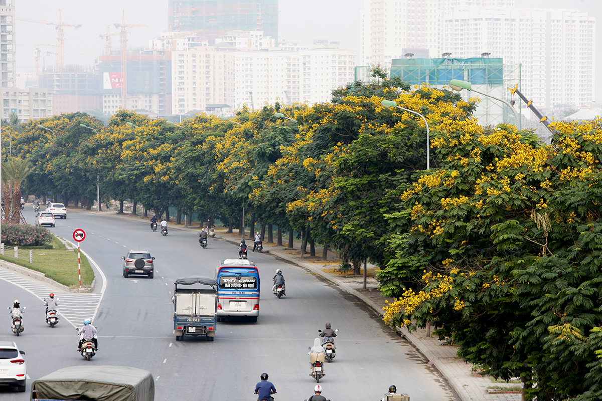Đường phố rực rỡ với hoa Điệp Vàng 