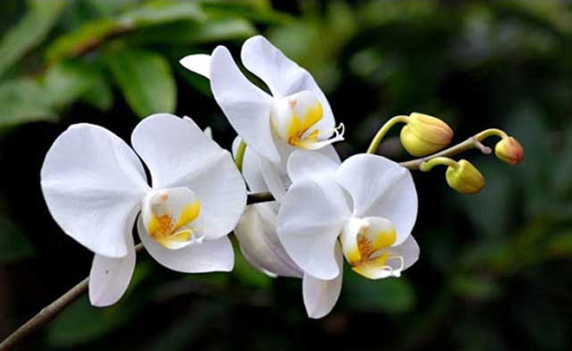 hoa-lan-ho-diep-trang