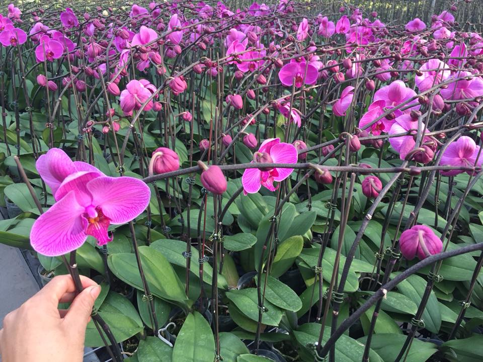 Có mấy loại hoa lan hồ điệp, là những loại nào? 13 lan-ho-diep-cong-nghiep
